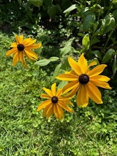 Two yellow flowers are in the grass.